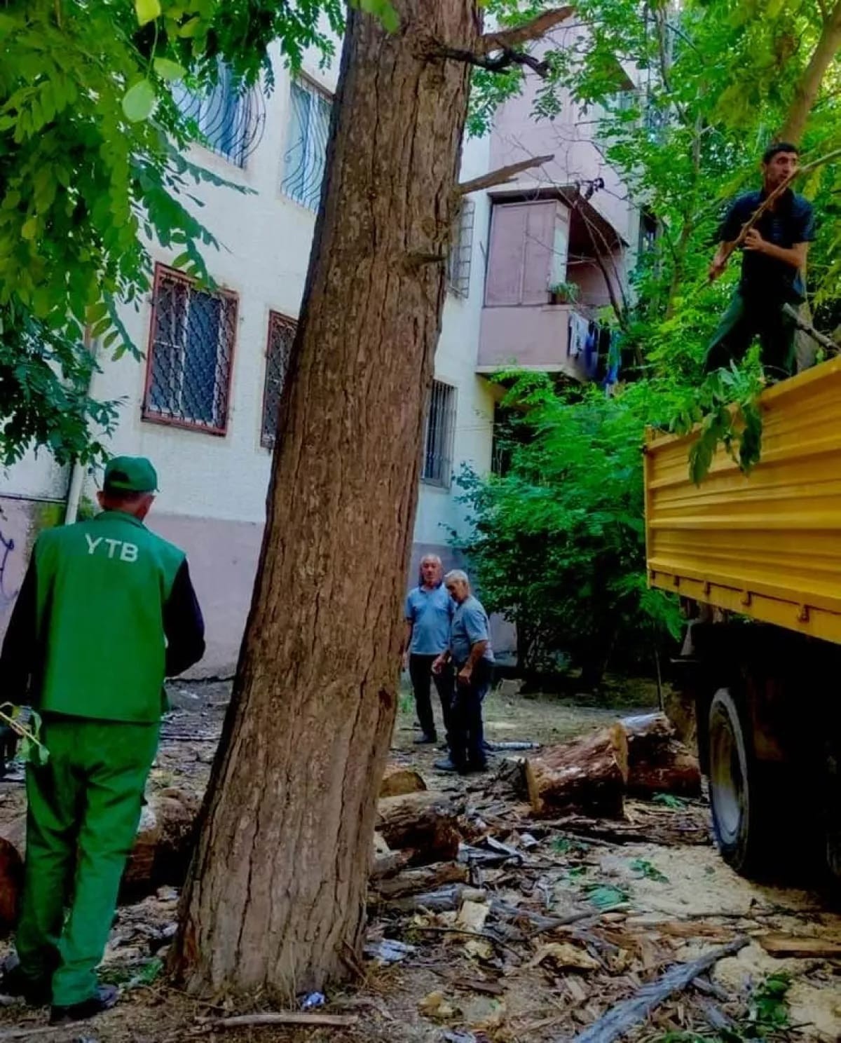 Nəsimidə kəsilən ağacların yerinə yeniləri əkilir - FOTOLAR